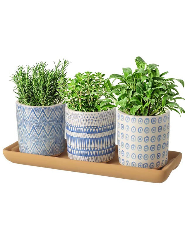 Set of 3 Seascape Plant Pots and Plate
