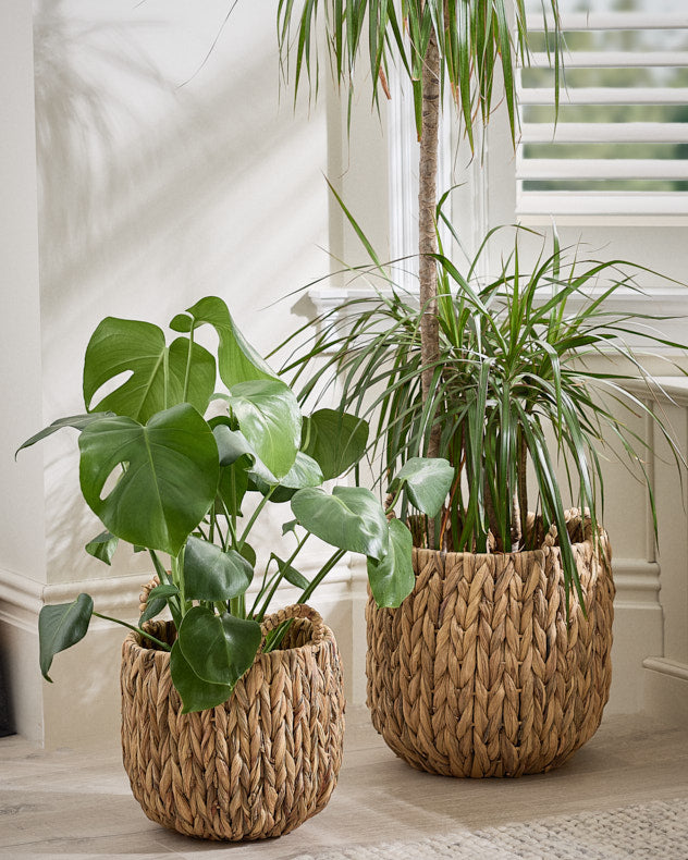 Set of 2 Water Hyacinth Basket Planters