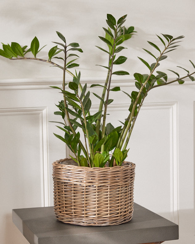 Small Round Wicker Planter Basket