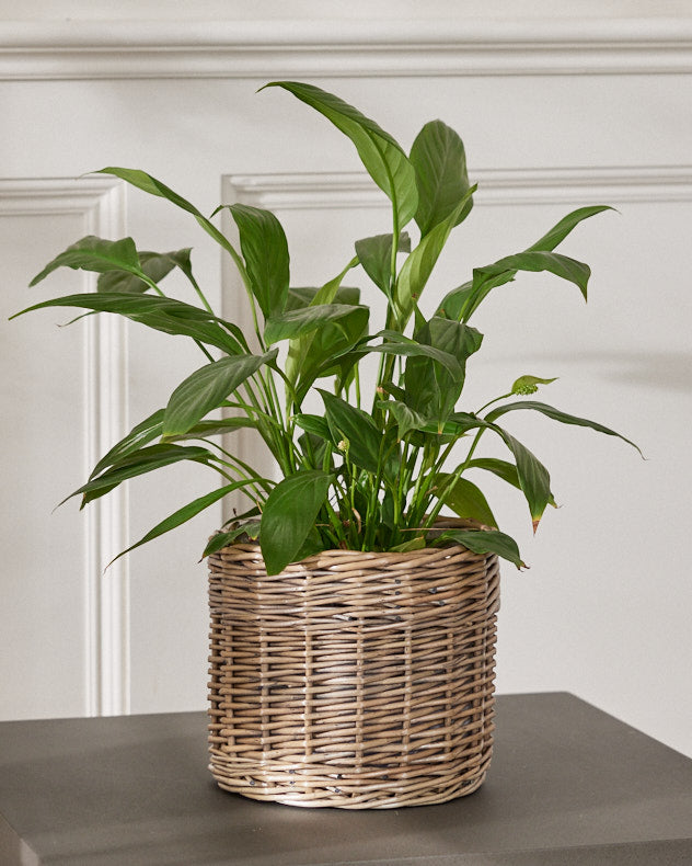 Round Wicker Planter Basket