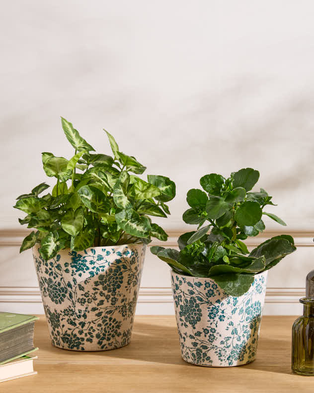 Set of 2 Green Meadow Planters