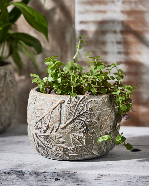 Daintree Small Plant Pot