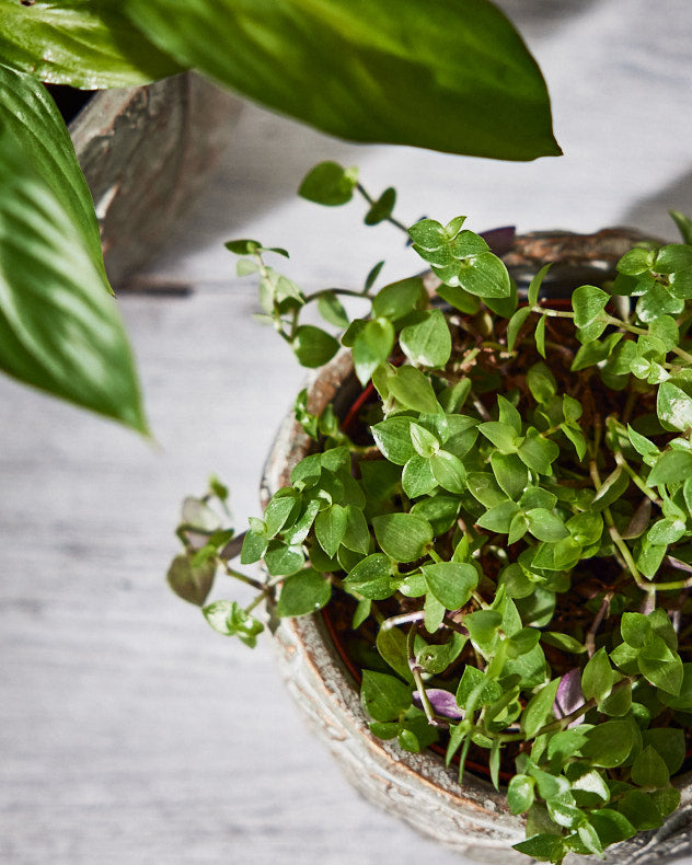 Daintree Small Plant Pot