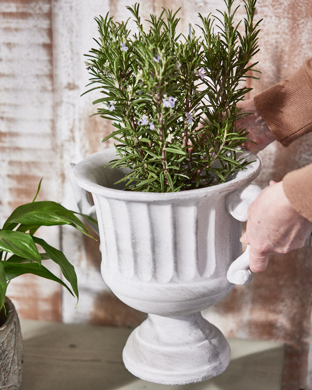 Holding Arcadia Large Plant Pot