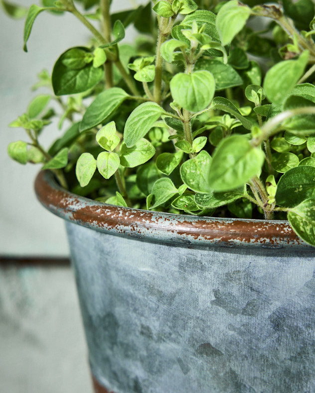 Vintage Effect Planter with Handle