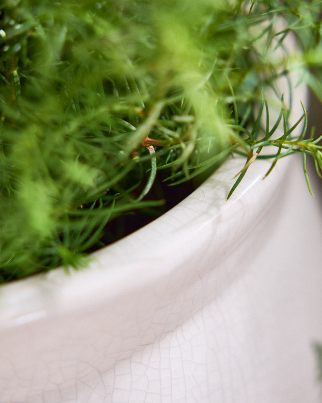 Varen Large Fern Plant Pot