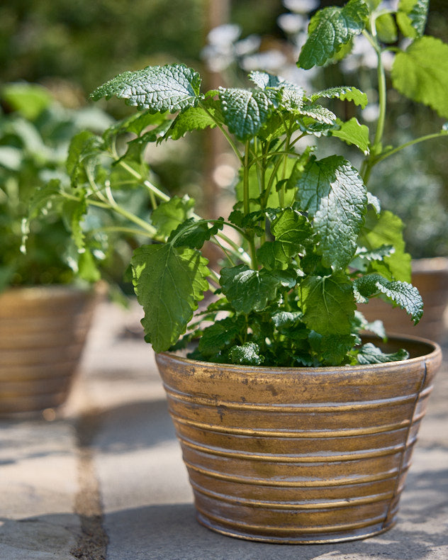 Sinda Set of 3 Ribbed Planters