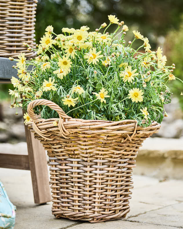 Pomona Fluted Basket Planters