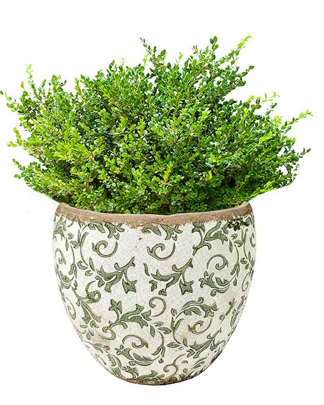 Irina Green Botanical Planter