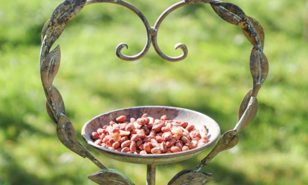 Best Bird Feeders in UK to Welcome Spring Birds