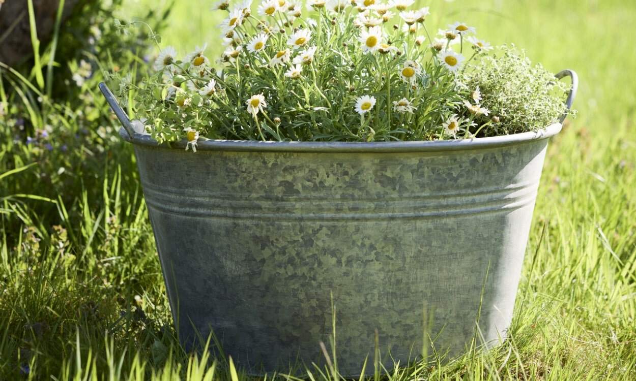 How to Choose the Right Pot for Your Plant