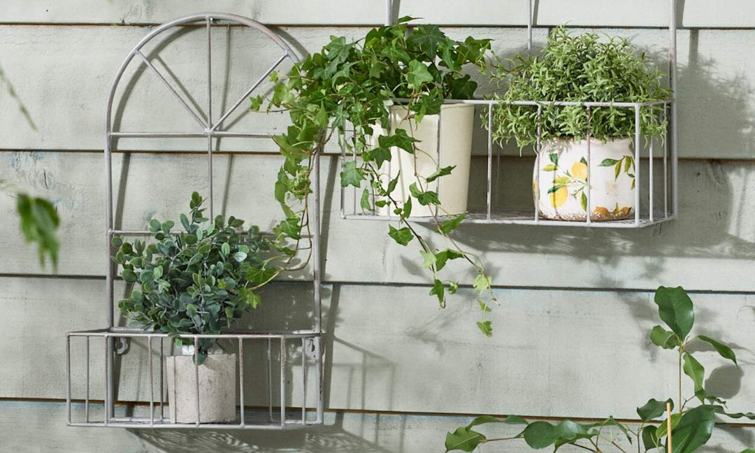 Seasonal Care Guide for Wall Plants