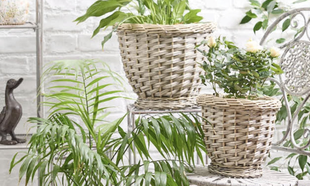 Wooden Plant Pots Indoor: Eco-Friendly Options for a Sustainable Home