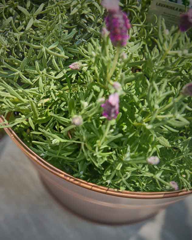 Antique Copper Bucket Planter
