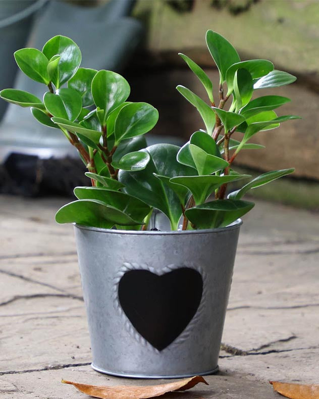 Vintage Zinc Heart Herb Planter