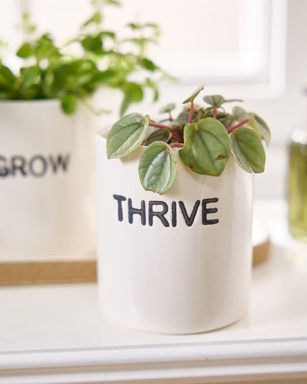 Grow, Thrive & Flourish Ceramic Herb Pots