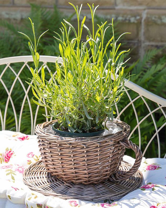 Novelty Tea Cup and Saucer Shaped Wicker Planter