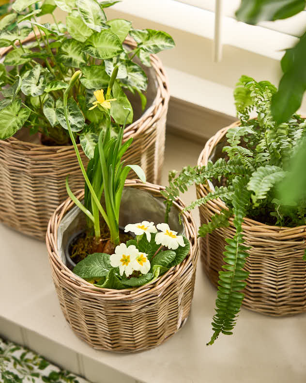 Set of 3 Round Wicker Planters