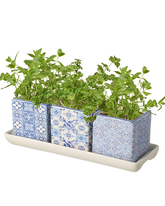 Set of 3 Square Herb Pots on Tray