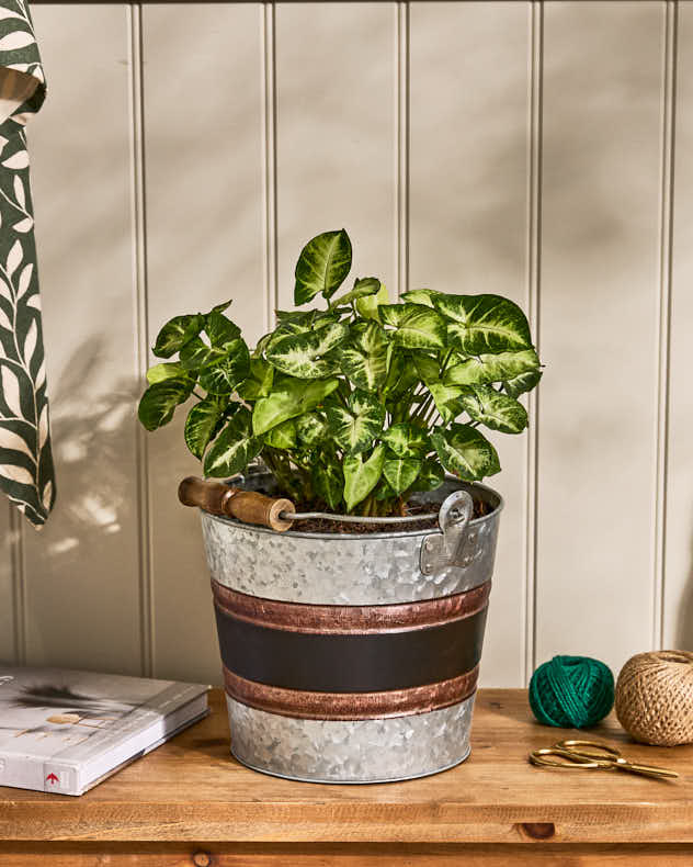 Black Band Bucket Planter