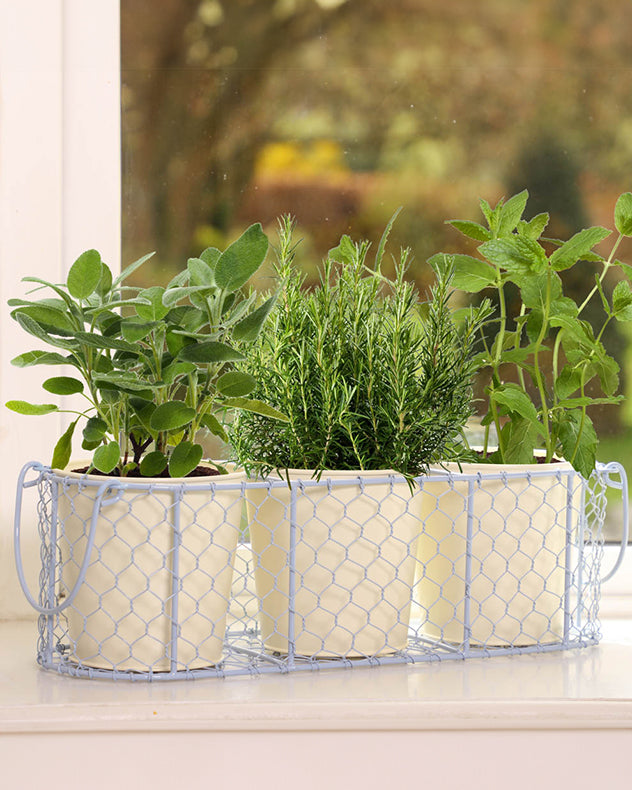 Pastel Blue and Country Cream Windowsill Herb Planters