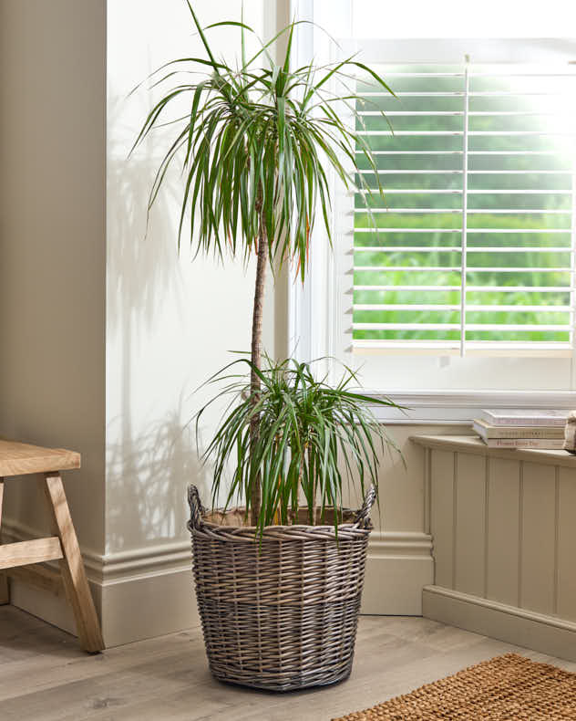 Large Lined Wicker Planter