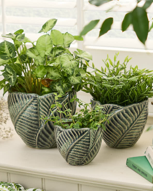 Set of 3 Botanic Indoor Planters