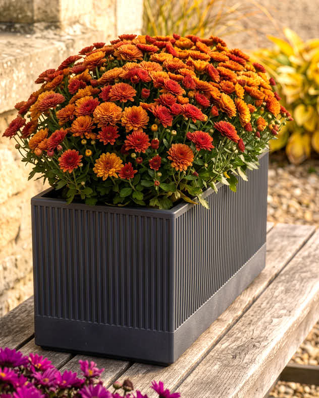 Mela Wide Black Planter Collection