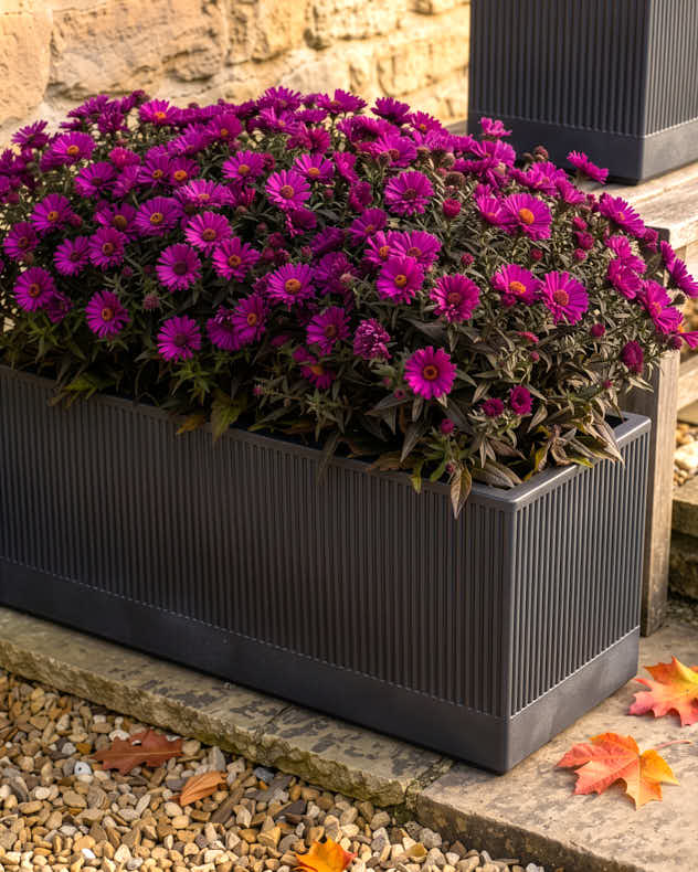 Mela Wide Black Planter Collection