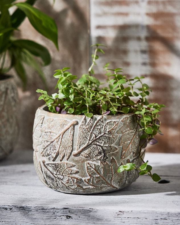 Pots & Planters - Daintree Small Plant Pot