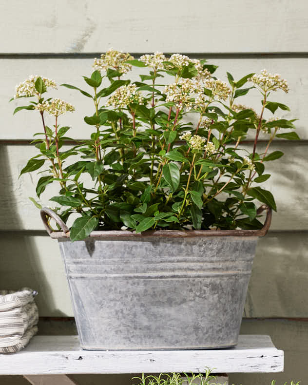 Galvanised Tub Planter
