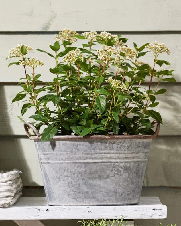 Pots &amp; Planters Large - Galvanised Tub Planter