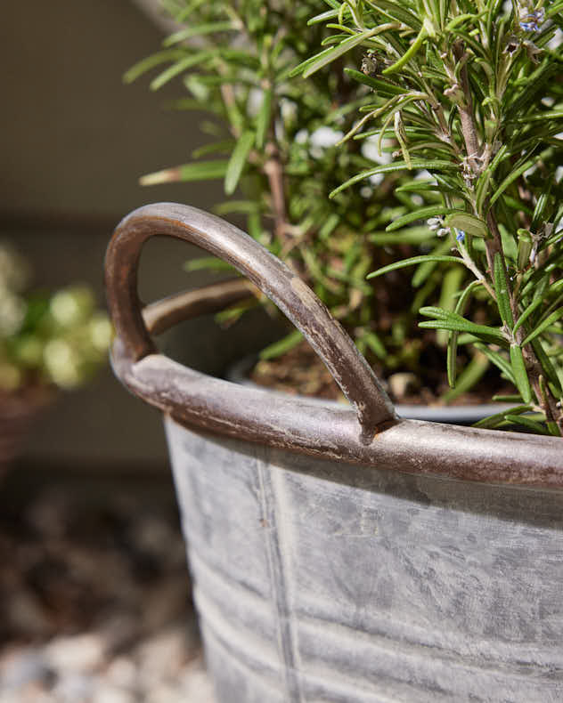 Galvanised Tub Planter
