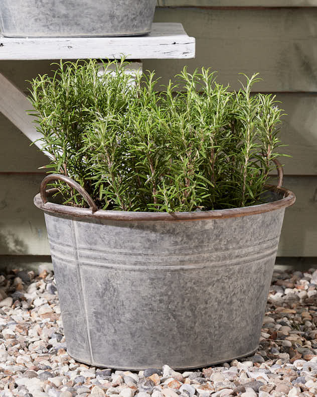 Galvanised Tub Planter