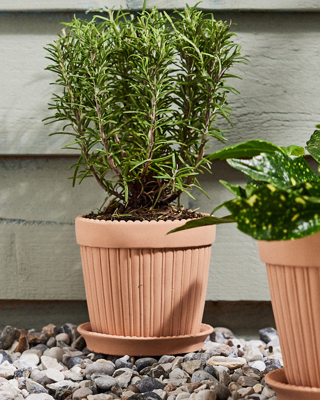 Ribbed Terracotta Plant Pot and Saucer