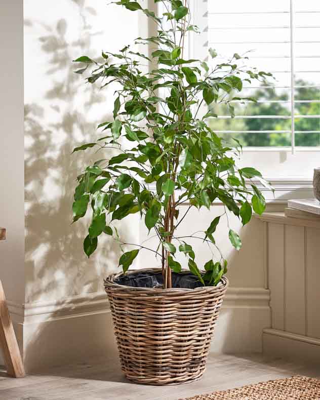 Rattan Planter Basket with Lining