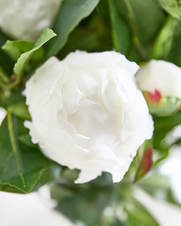 White Peonies in Globe Vase