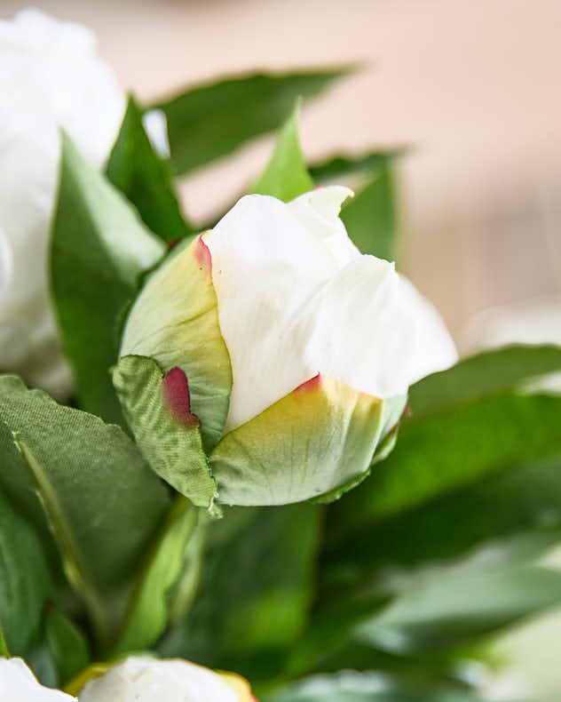 White Peonies in Globe Vase