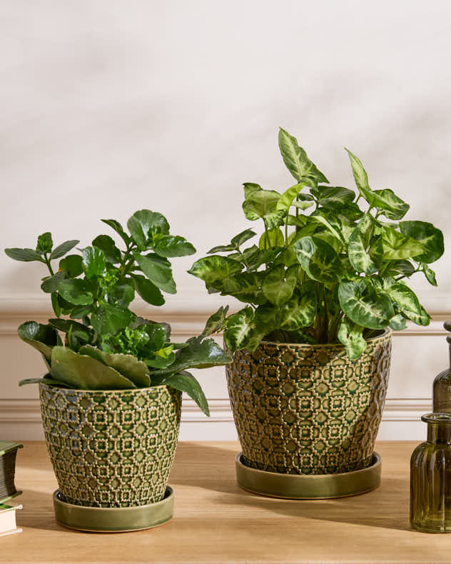Taza Patterned Ceramic Planters