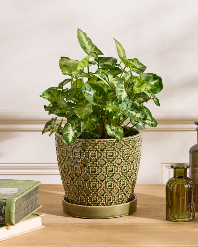 Taza Patterned Ceramic Planters