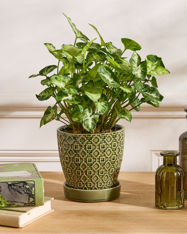 Taza Patterned Ceramic Planters