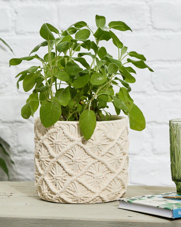 Escala Braided Planter Collection