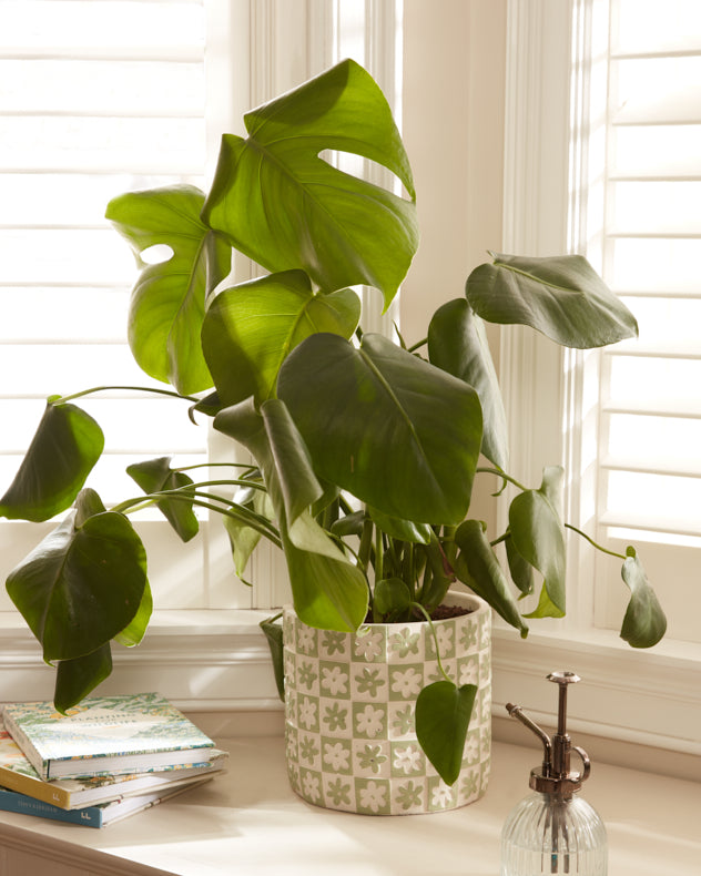 Green checkerboard hot planter