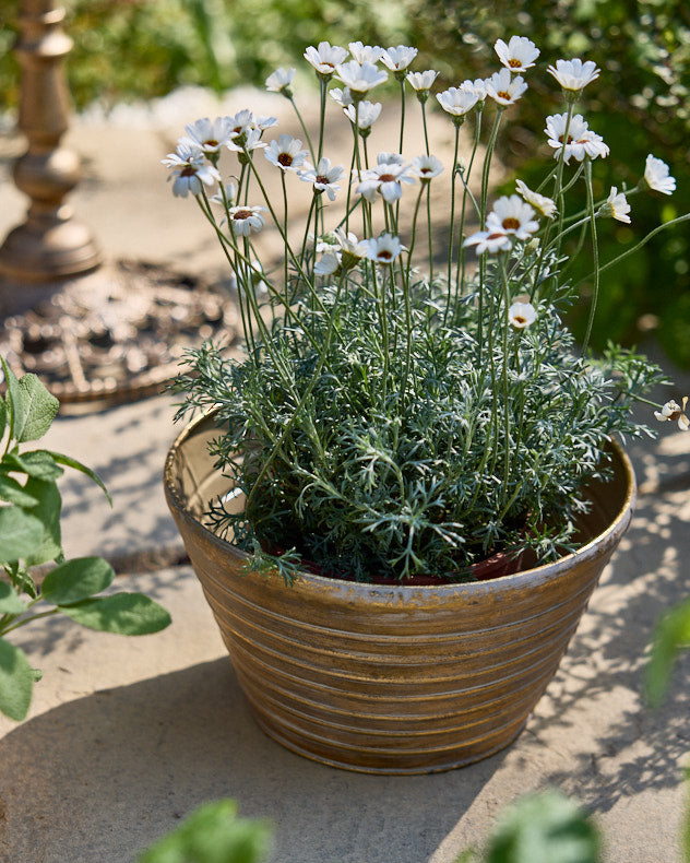 Pots &amp; Planters - Sinda Set of 3 Ribbed Planters