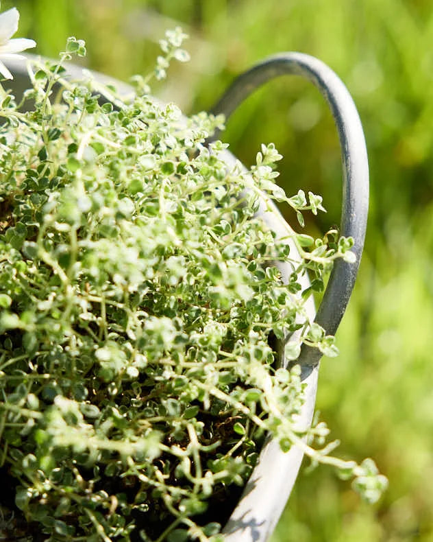 Zoom view of metal planter tub