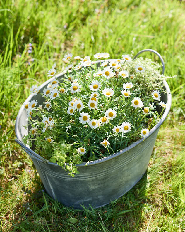 Traditional Metal Planter Tub with Handles