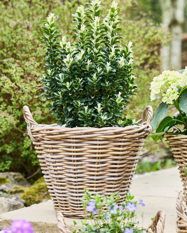 Planter Basket Full Set - Lined Wicker Planter Baskets with Handles