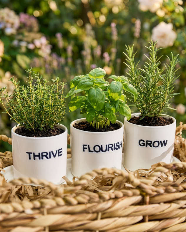 Mother's Day Gin Cocktail Gift Hamper