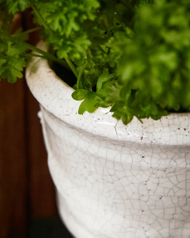 Whitehill Ceramic Planters