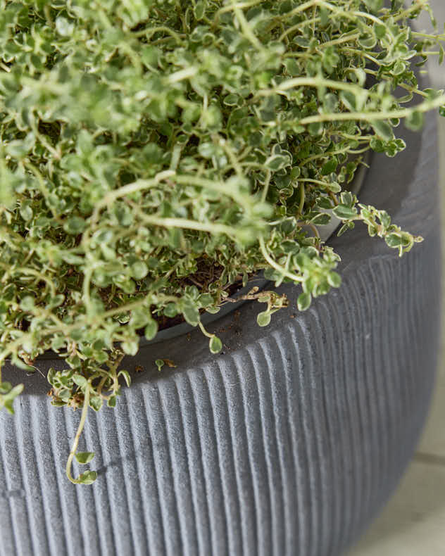 Silverstone Symmetry Stripe Planter Collection